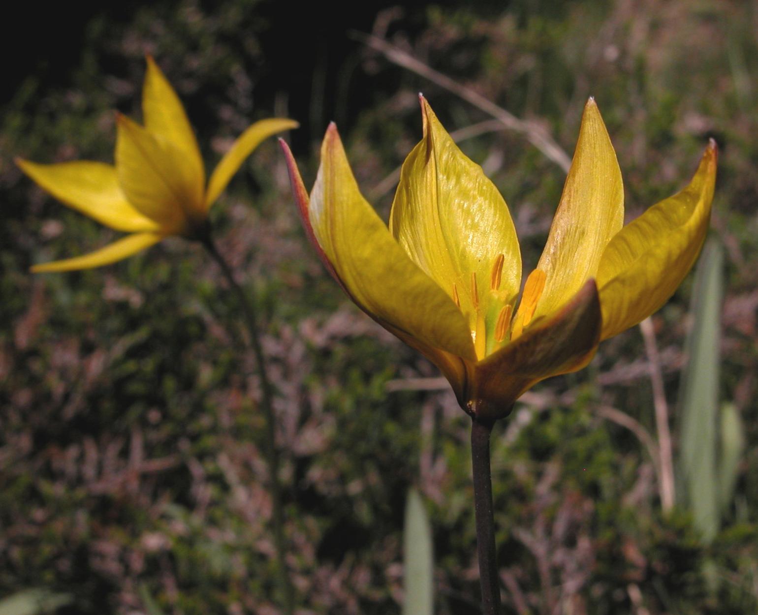 Tulip, Southern Wild